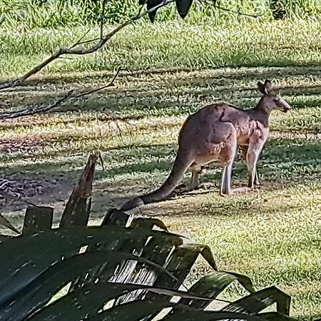 Forest View Bungalow Nambucca Heads Esterno foto