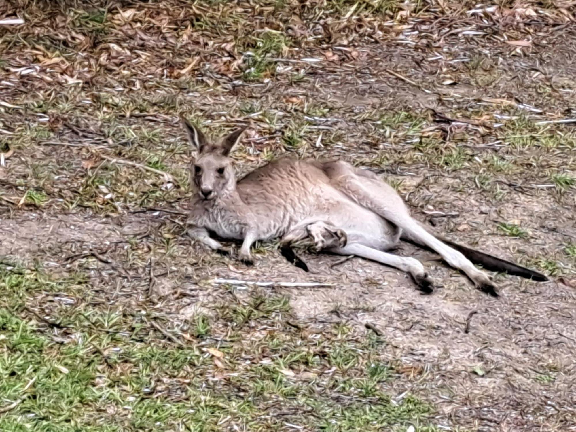 Forest View Bungalow Nambucca Heads Esterno foto
