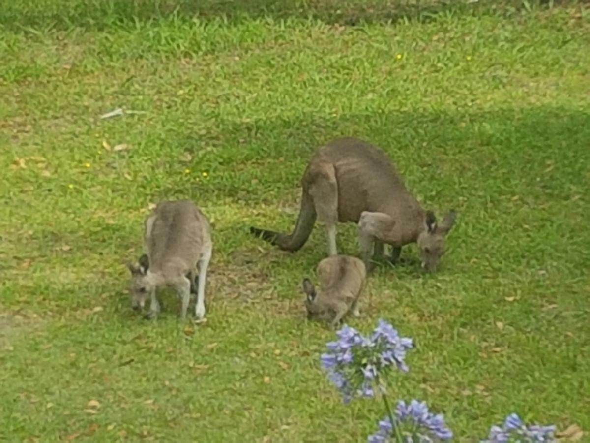 Forest View Bungalow Nambucca Heads Esterno foto