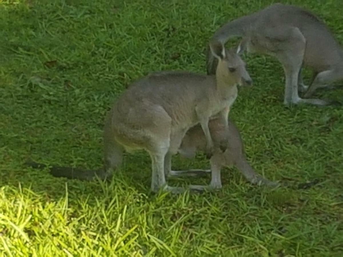 Forest View Bungalow Nambucca Heads Esterno foto