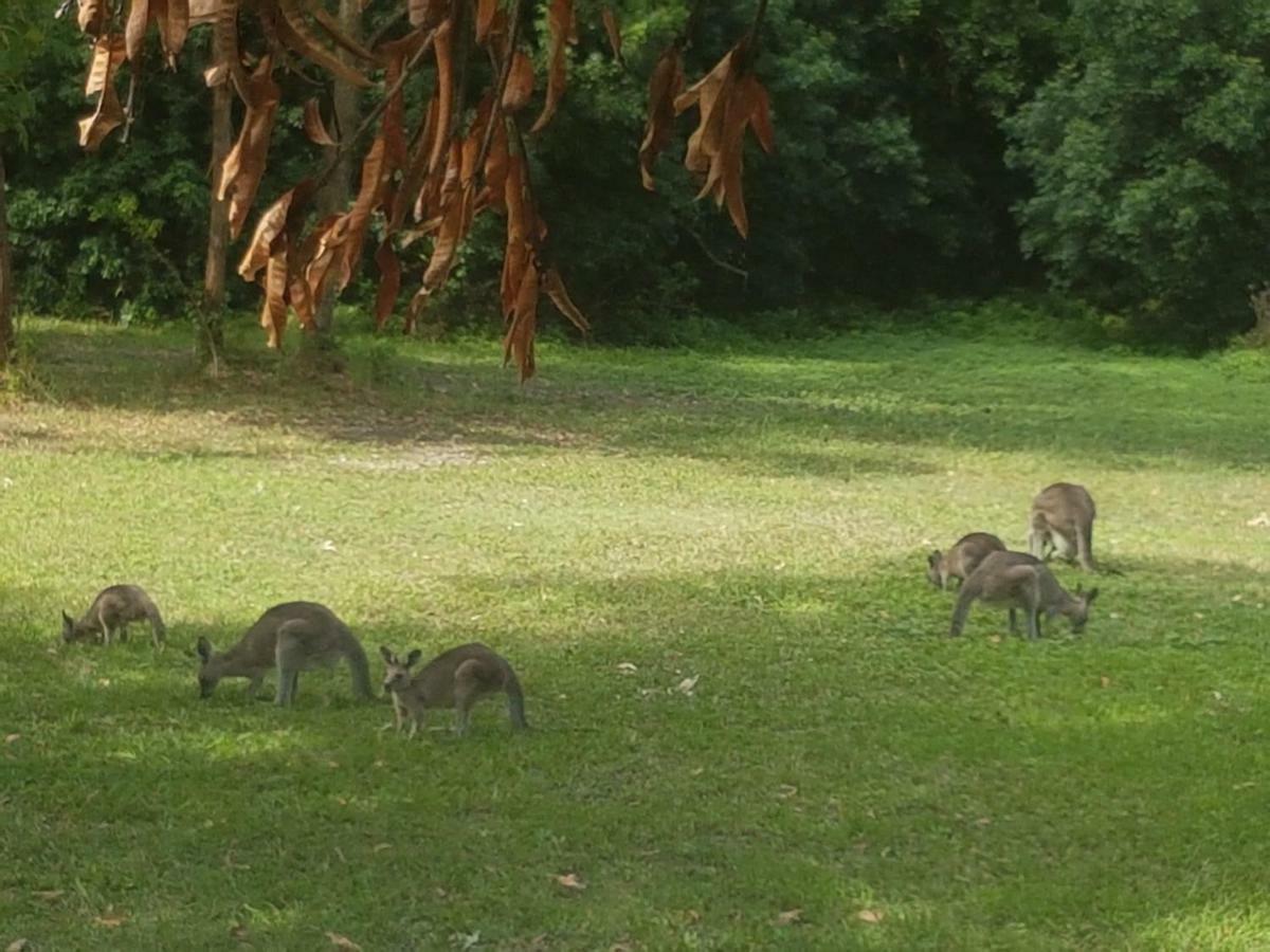 Forest View Bungalow Nambucca Heads Esterno foto